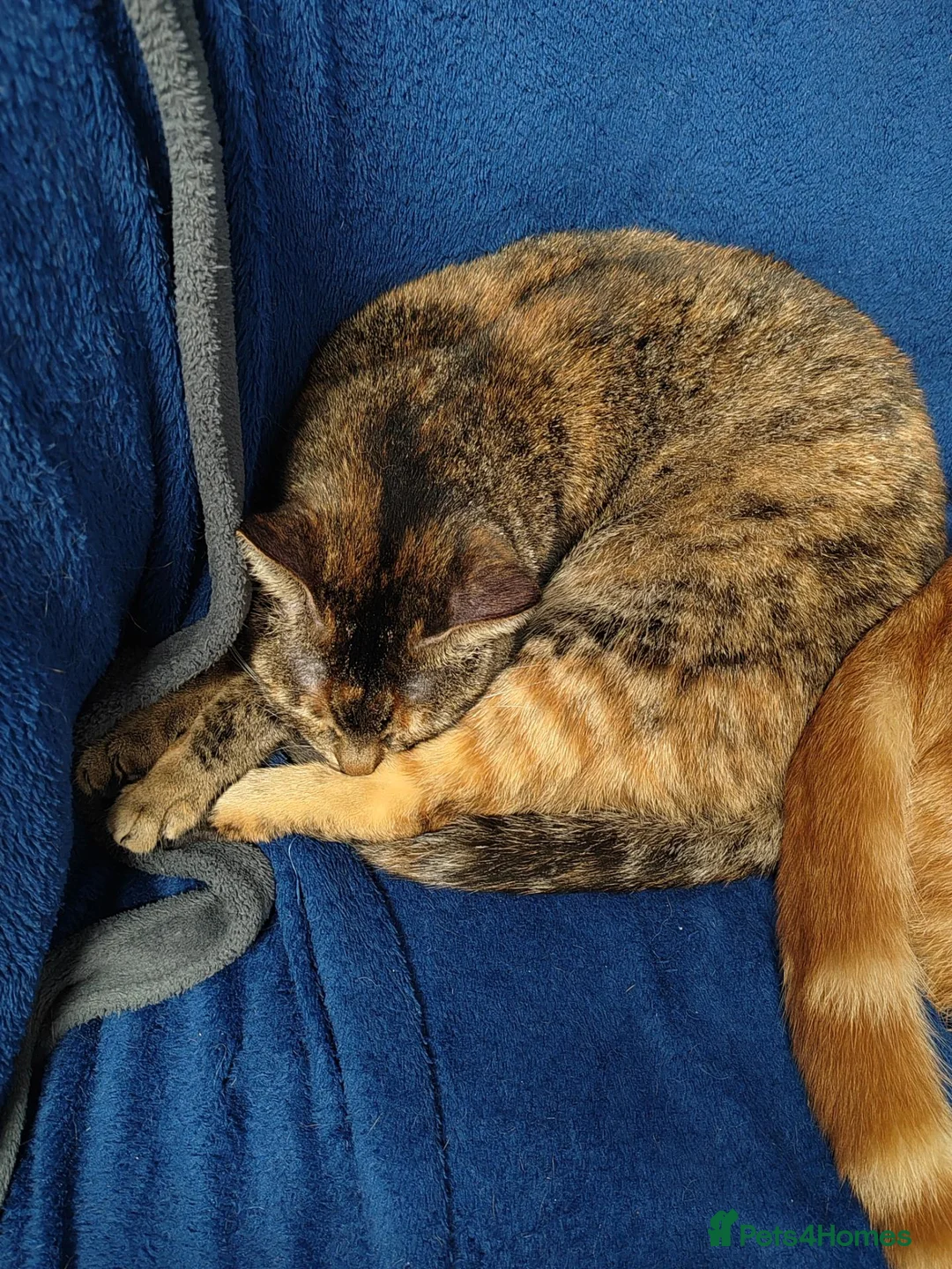 Mixed Breed cats for sale: Female Cat - Advert 5