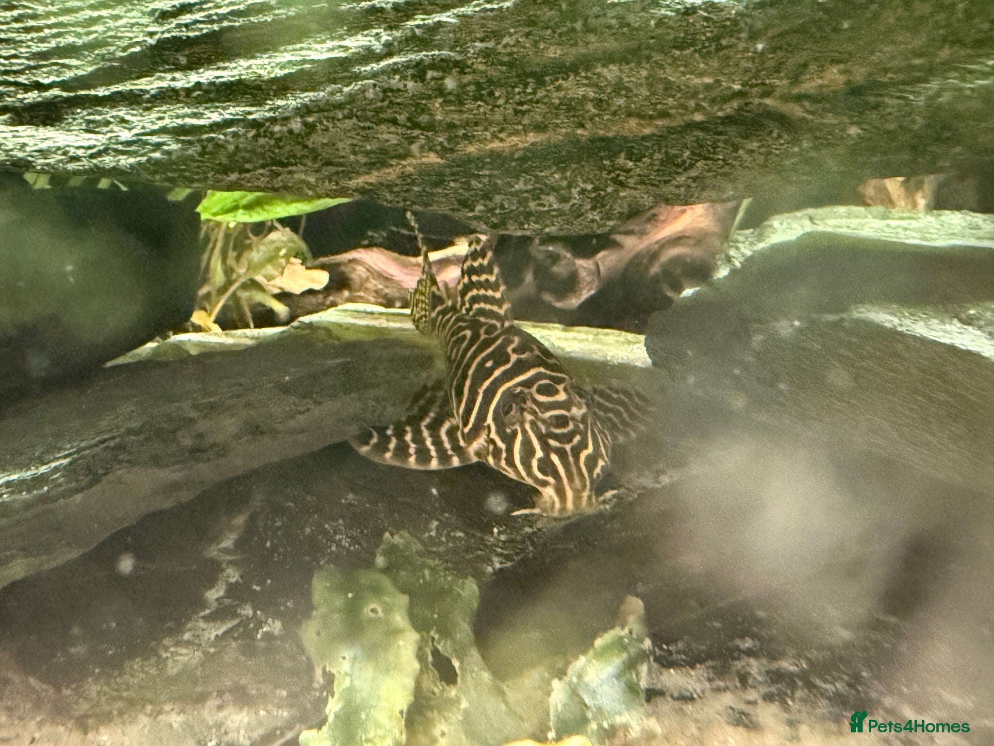 Plecos fish King Tiger Pleco L333 - Advert 1