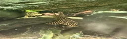 Plecos fish for sale: King Tiger Pleco L333 - Advert 1