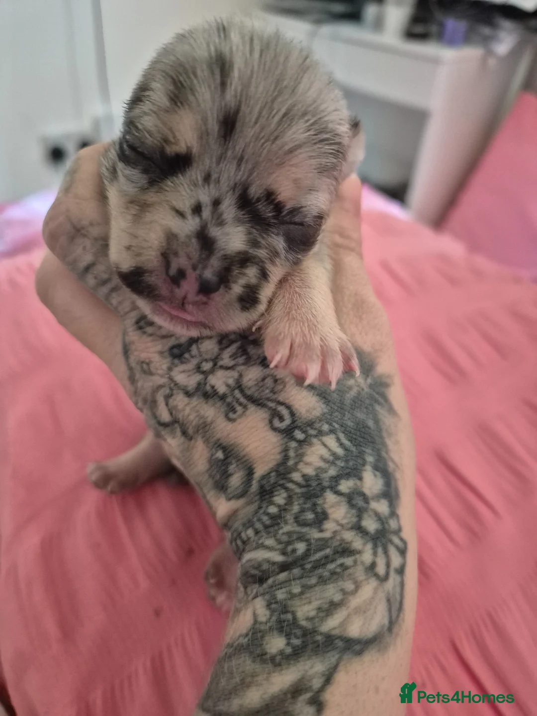 Chihuahua dogs for sale: Rare Tri Merle Chihuahua Girl  - Advert 5