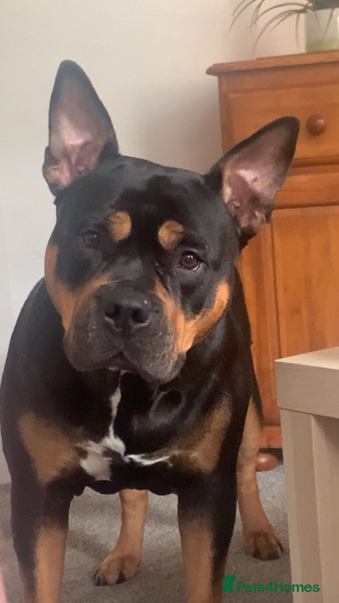 American Bully dogs for sale: 4 year old, female pedigree american bully - Advert 7