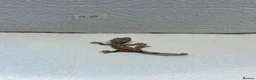 Gecko reptiles for sale: Baby crested geckos  - Advert 23