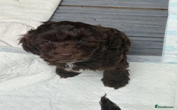 Cockapoo dogs for sale: Beautiful cockapoos  - Image 4