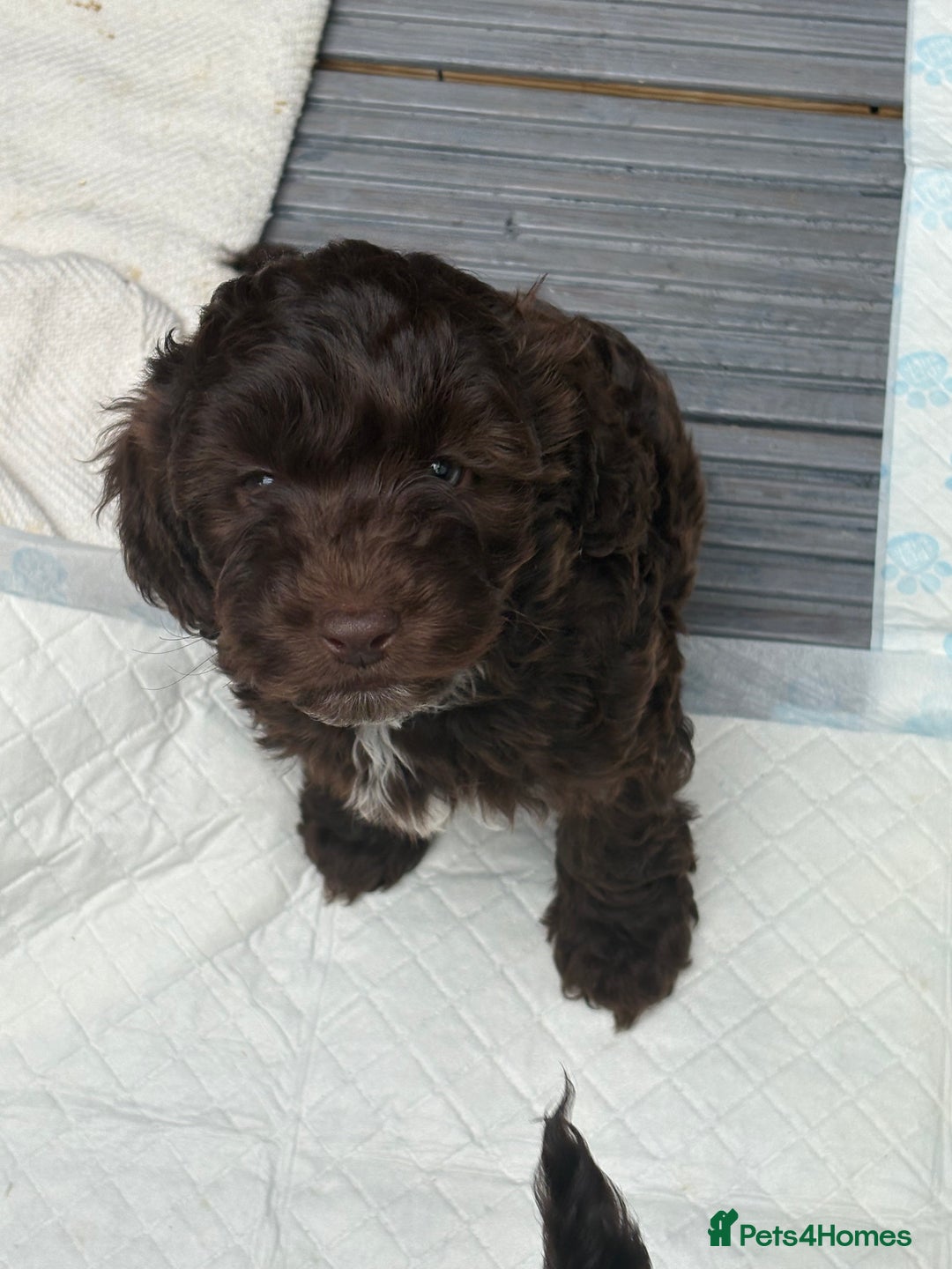 Cockapoo dogs for sale: Beautiful cockapoos  - Image 4