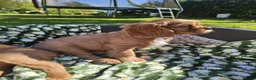 Cavalier King Charles Spaniel dogs for sale: Pups Cavalier King Charles Spaniel Ready for home! in Fivemiletown - Advert 3