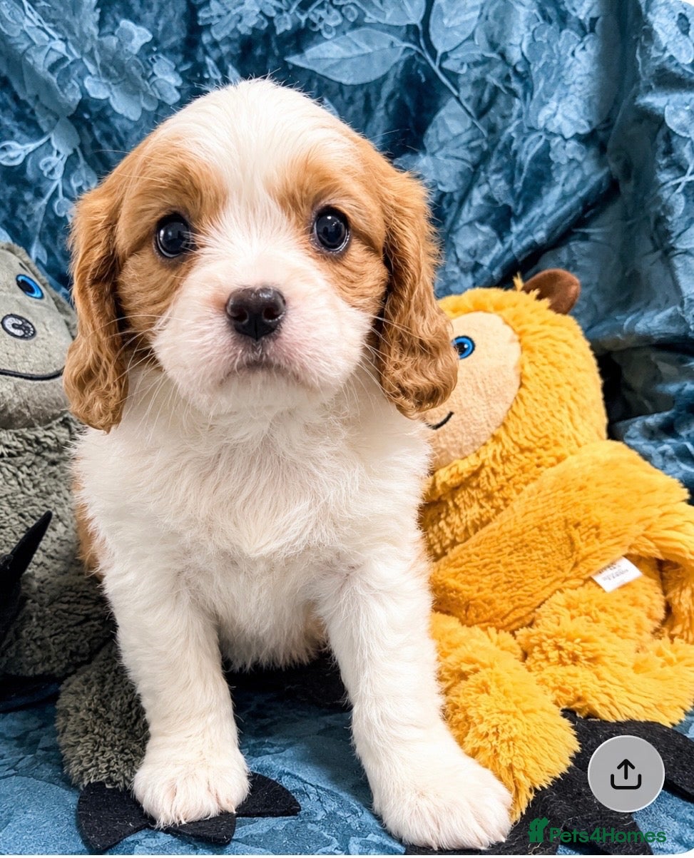 Cavalier King Charles Spaniel dogs for sale: QUALITY CHOCOLATE CARRIER CAVALIER PUPS! - Advert 2