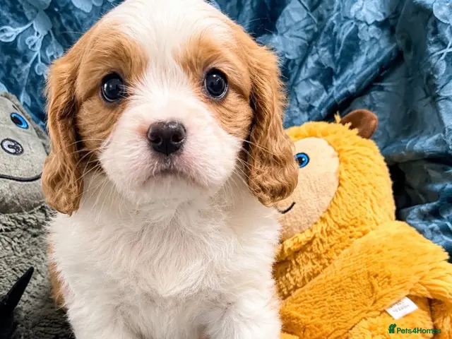 Cavalier King Charles Spaniel dogs for sale: QUALITY CHOCOLATE CARRIER CAVALIER PUPS! - Advert 2