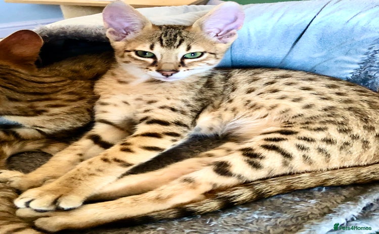 Savannah cats - Advert 4