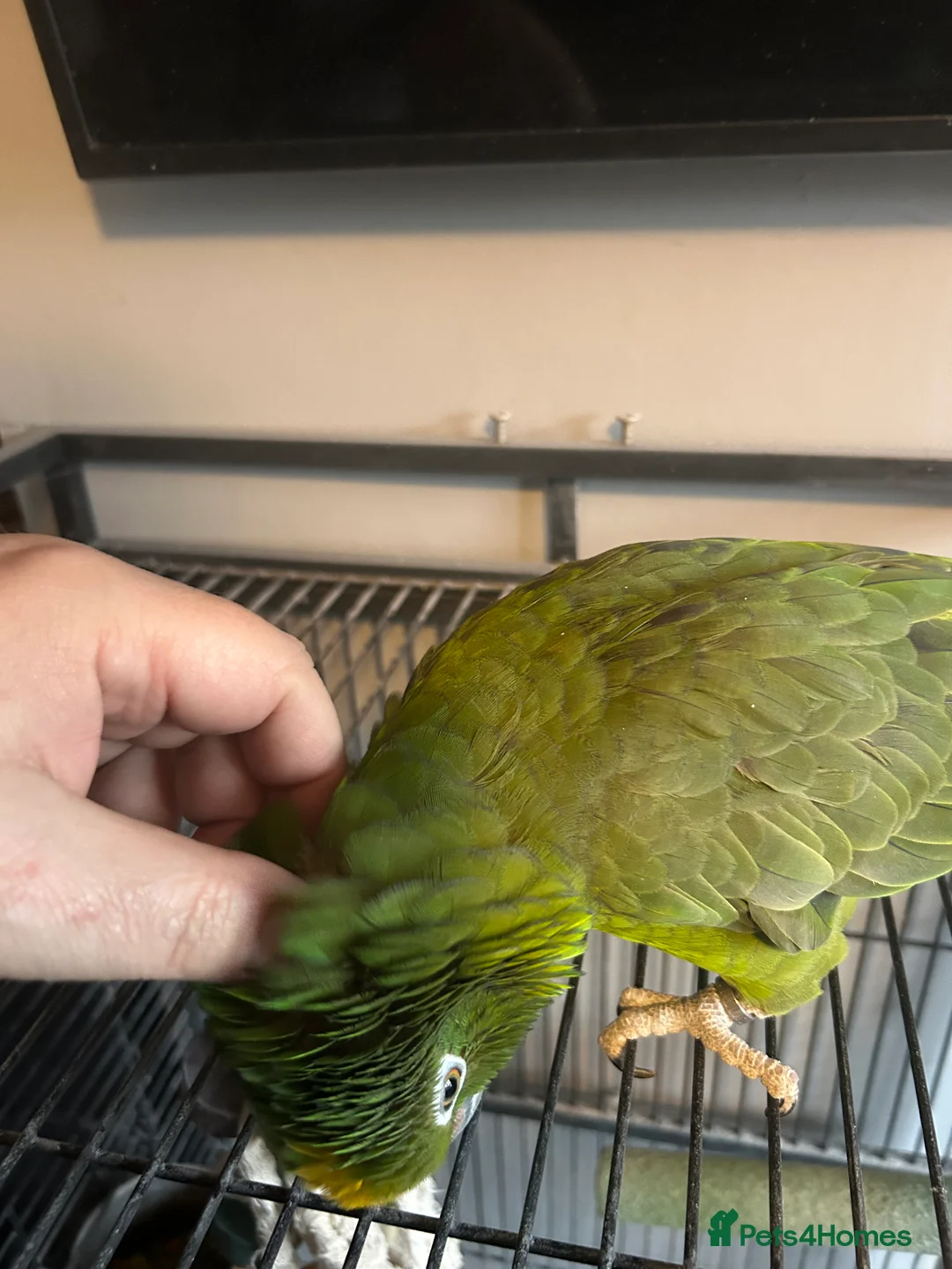 Parrots birds for sale: Reluctant sale of Amazon Parrot in Manchester - Advert 5