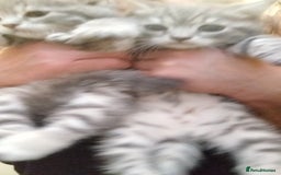 British Shorthair cats for sale: BSH cross kittens - Advert 21