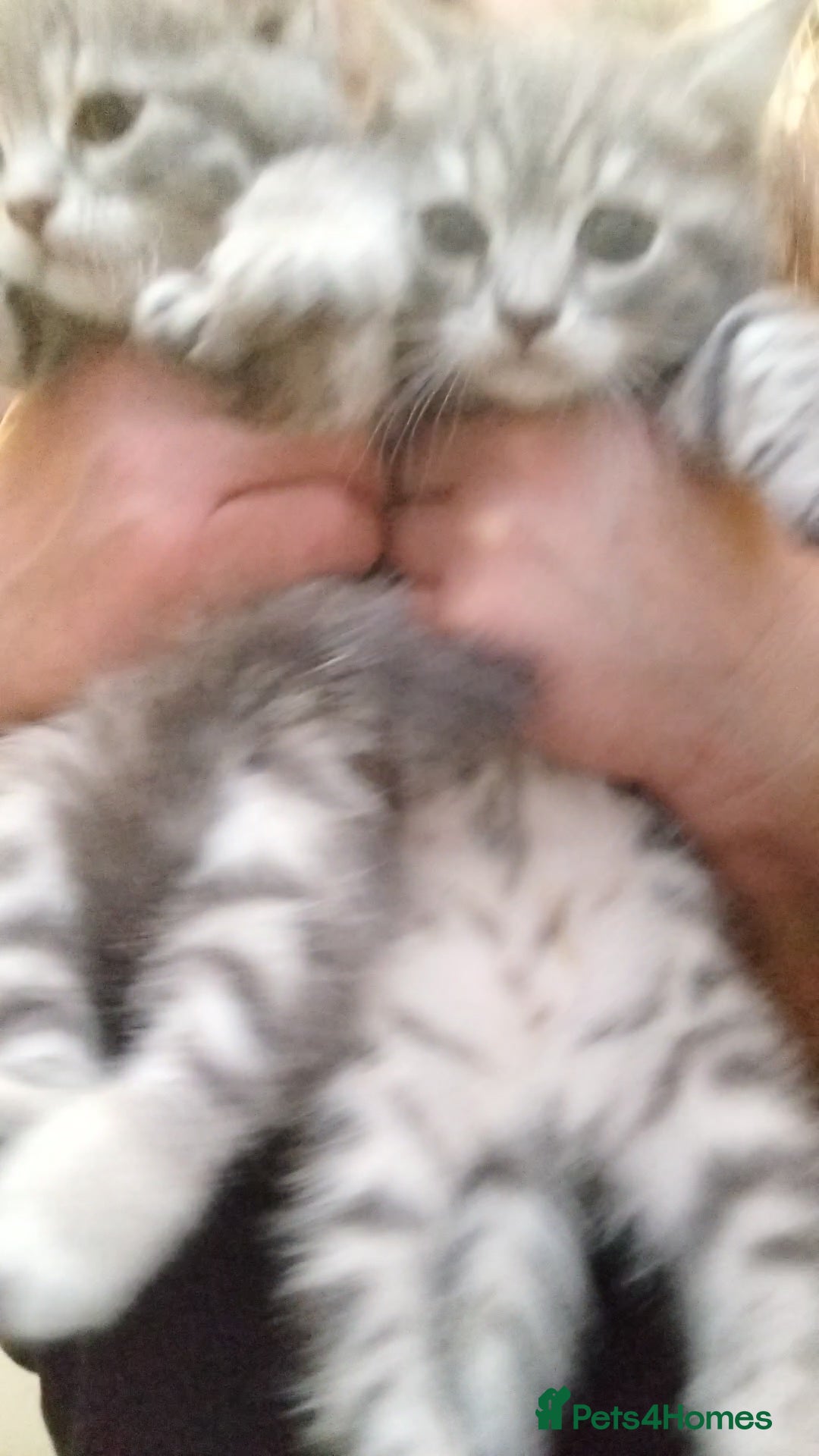 British Shorthair cats for sale: BSH cross kittens - Advert 21