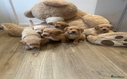 Labrador Retriever dogs for sale: My lovely Labrador puppies - Image 6