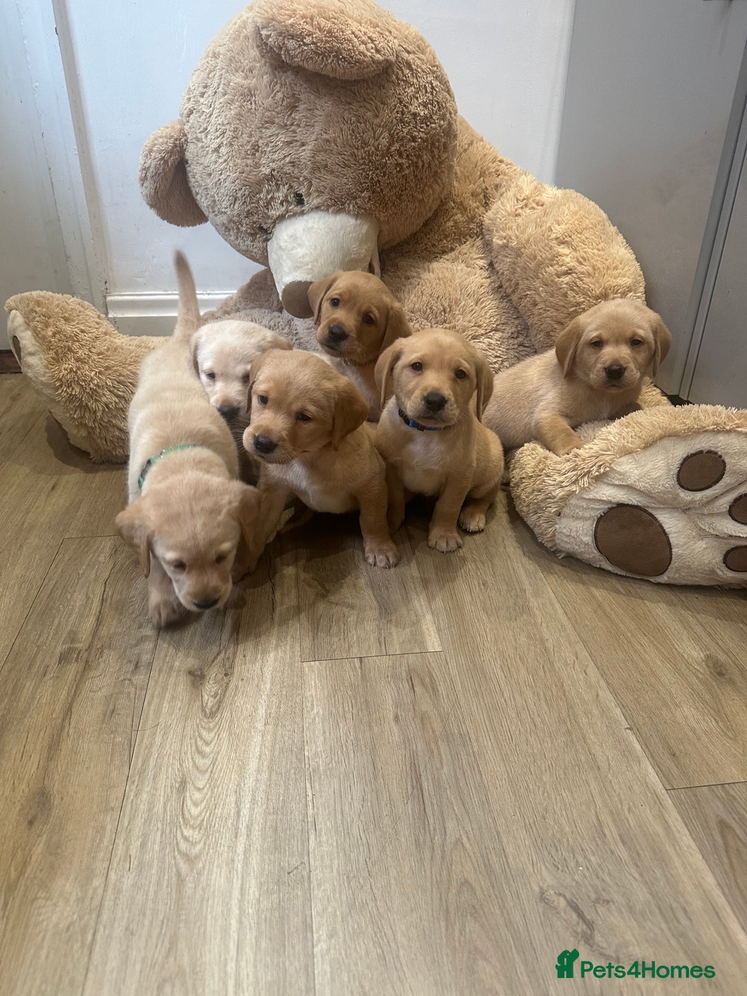 Labrador Retriever dogs for sale: My lovely Labrador puppies - Image 6