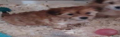 Mixed Breed 3