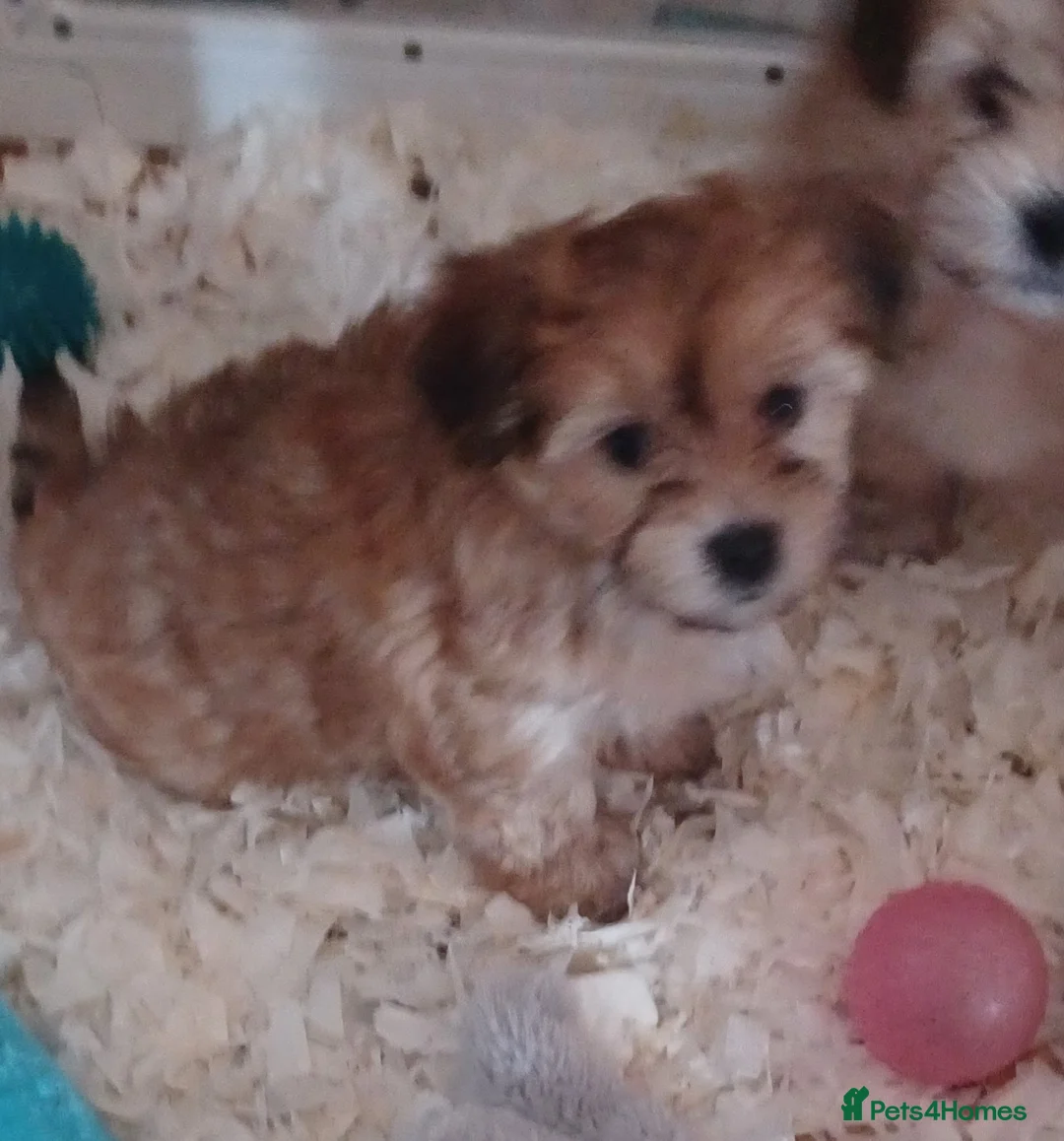 Mixed Breed dogs for sale: Maltese cross  - Advert 2
