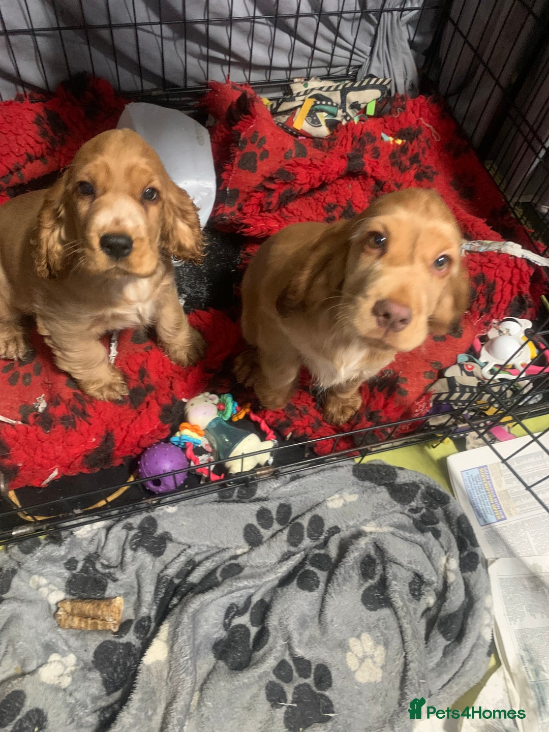 Cocker Spaniel dogs for sale: KC Registered Quality Show Type Cocker Puppies   - Advert 3