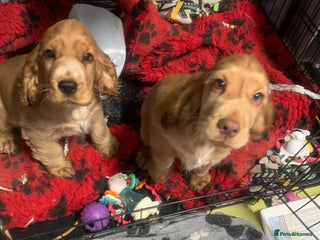 Cocker Spaniel dogs KC Registered Quality Show Type Cocker Puppies - Advert 6