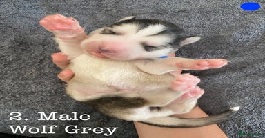 Alaskan Malamute dogs - Advert 2