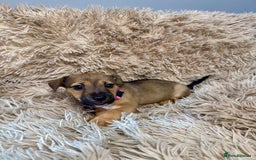Jack Russell dogs for sale: Much Wenlock Mix Miniature Jack Russell Puppies - Image 17