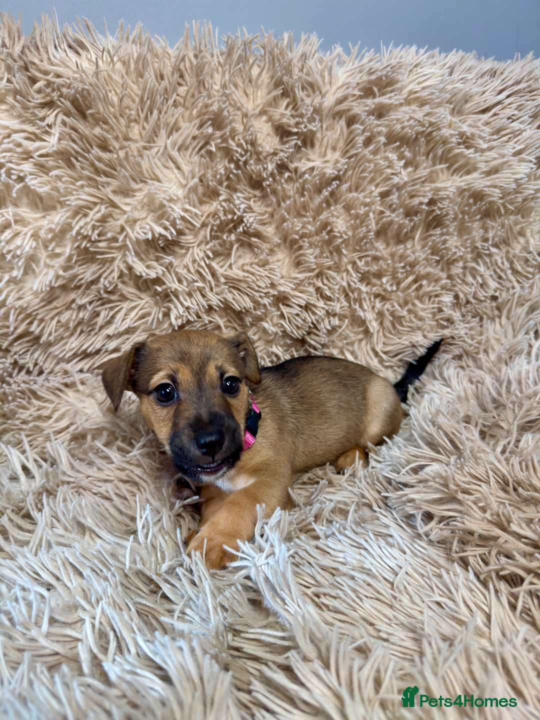 Jack Russell dogs for sale: Much Wenlock Mix Miniature Jack Russell Puppies - Image 17