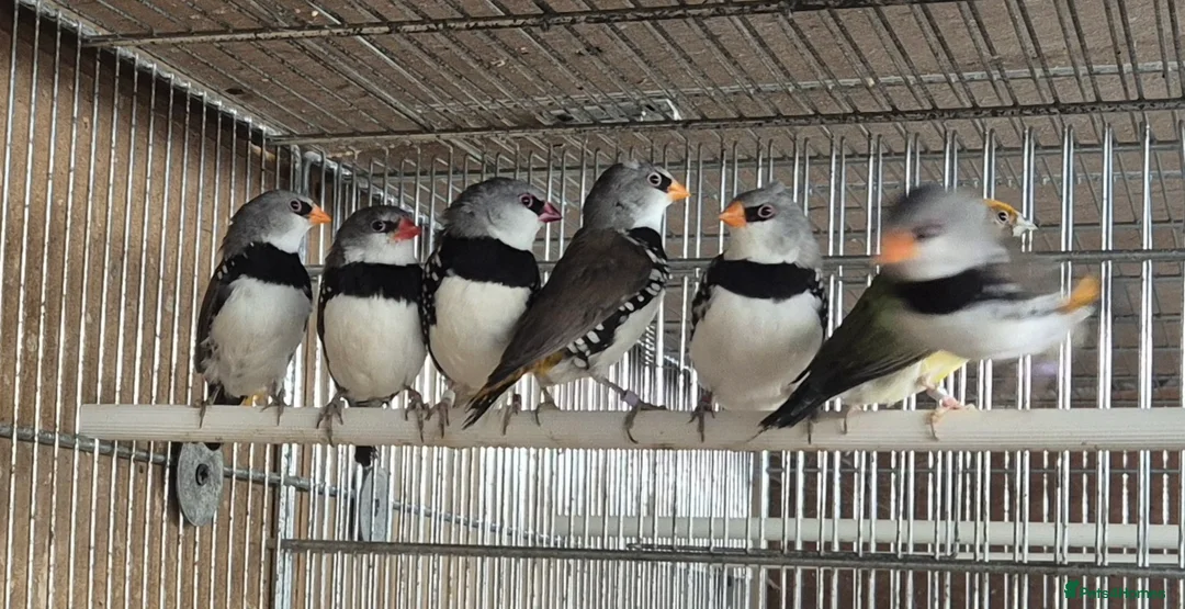 Mixed Breed birds for sale: Cage n aviary birds  - Advert 6
