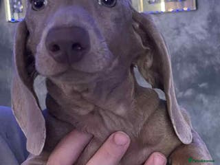 Miniature Dachshund dogs Isabelle miniature cream dachshund - Advert 5