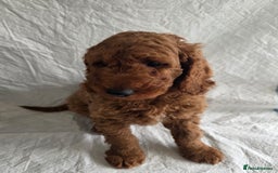 Goldendoodle dogs for sale: 👑Superb Rare Toy/Mini Deepest Red Goldendoodles👑 - Image 13