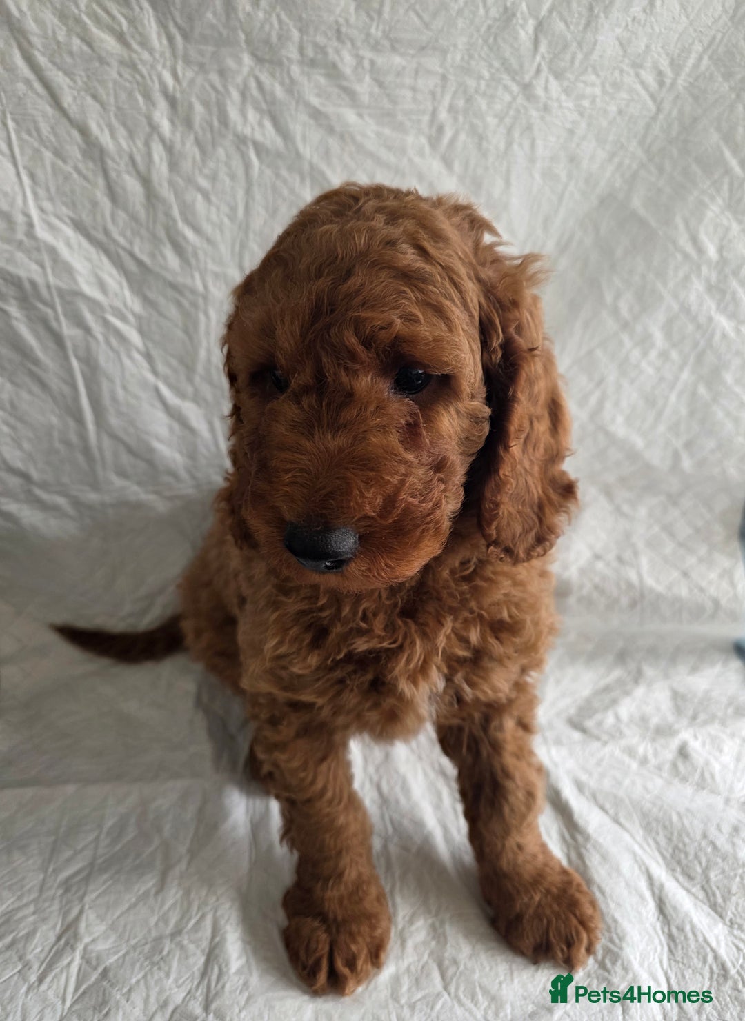 Goldendoodle dogs for sale: 👑Superb Rare Toy/Mini Deepest Red Goldendoodles👑 - Image 13