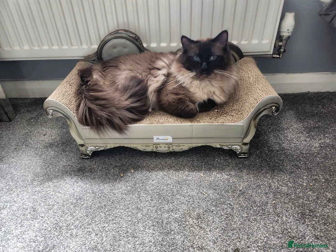 Perdoll cats for sale: 🐾🤍 BEAUTIFUL PERSIAN X RAGDOLL KITTENS 🤍🐾 - Advert 18