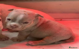 American Bully dogs for sale: 6 top quality  exotic bulls - Image 5