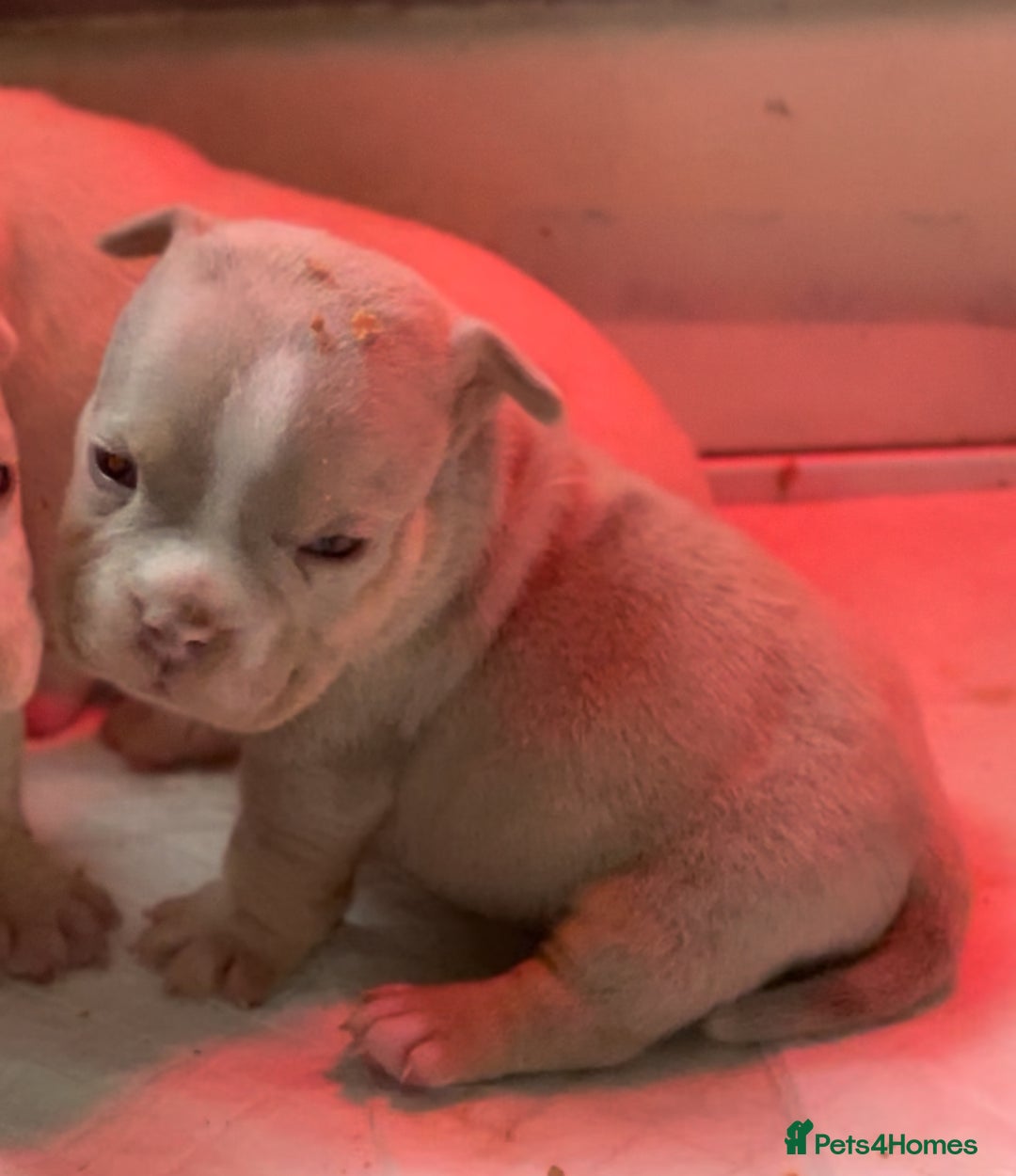 American Bully dogs for sale: 6 top quality  exotic bulls - Image 5