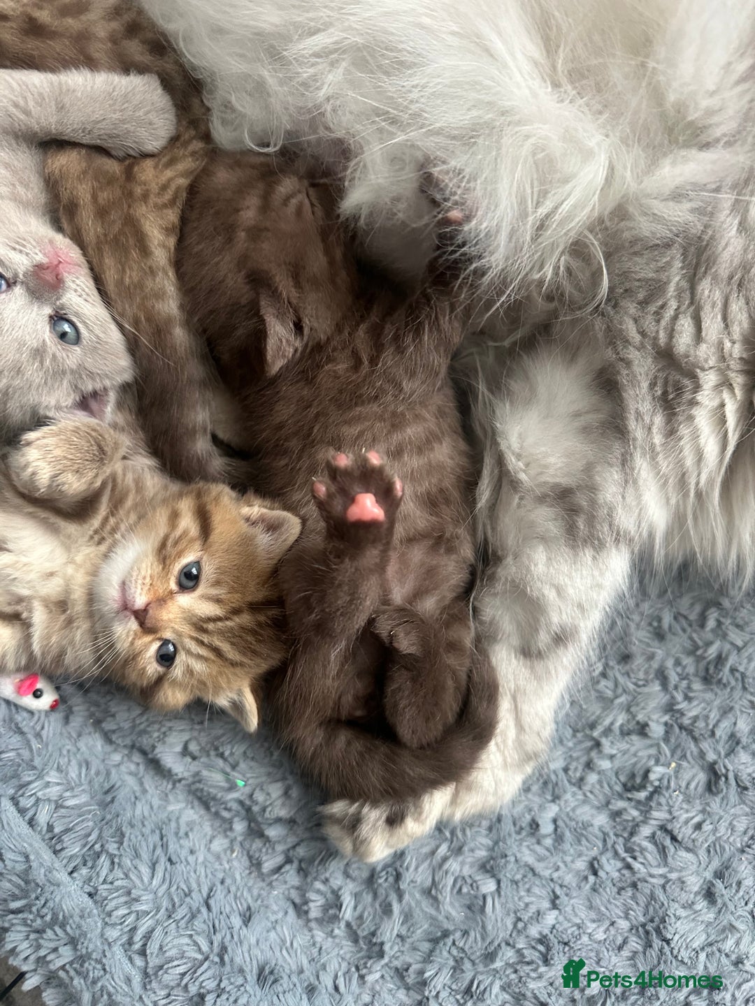 British Shorthair cats for sale: Male brown British short hair left  - Image 5
