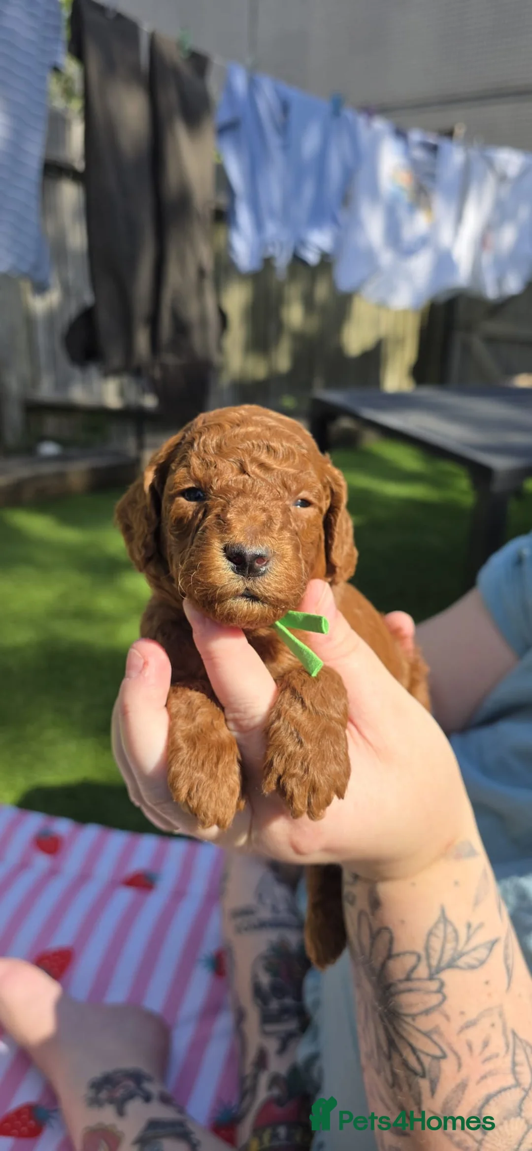 Cavapoo dogs for sale: Beautiful Cavapoo’s from my baby Amber 🩵🩷 - Advert 15