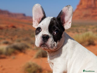 French Bulldog dogs Reduced-KC Reg Male French Bulldog-carry new shade - Advert 5