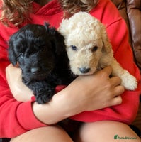 Bordoodle dogs BORDOODLE puppies DNA screened - Advert 5