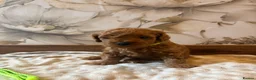 Cockapoo dogs for sale: Last girl available, ready for her forever home! - Advert 31