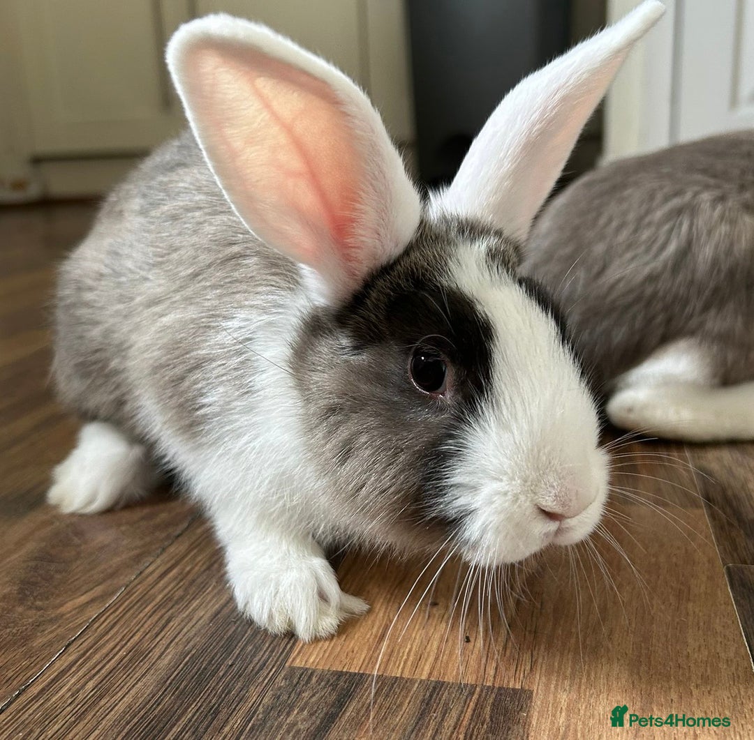 Mixed Breed rabbits for sale: Baby rabbits - Image 2