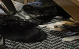 Mixed Breed cats for sale: Cute Adorable Kittens for Sale - Image 11