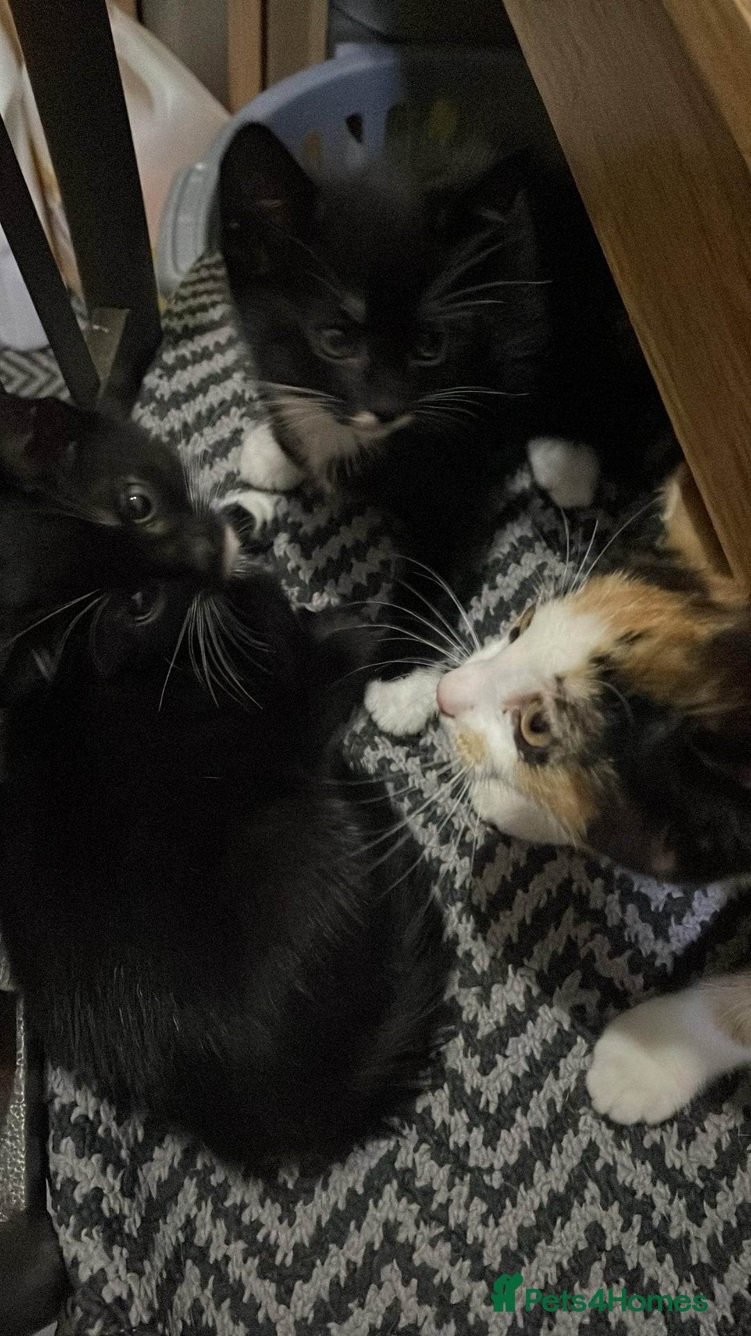 Mixed Breed cats for sale: Cute Adorable Kittens for Sale - Image 11