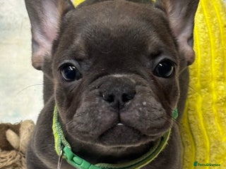 French Bulldog dogs 💕Adorable French bulldogs💕 - Advert 6