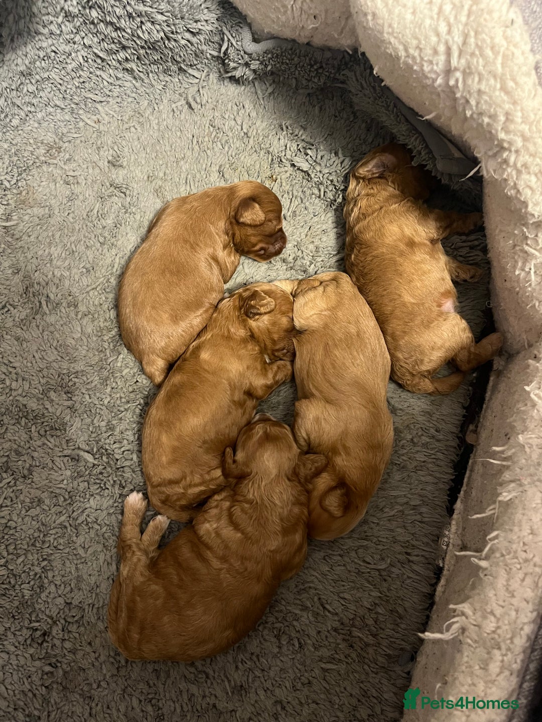 Poochon dogs for sale: Beautiful pups looking for their forever home  - Image 2