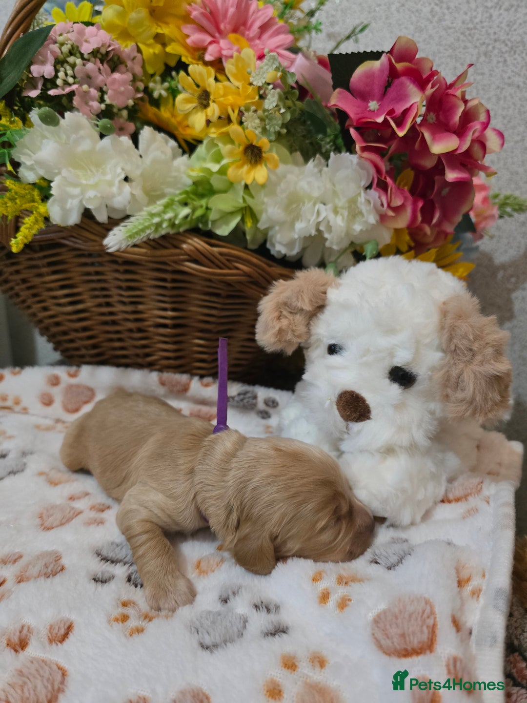 Cavapoo dogs for sale: Beautiful fully health tested cavapoo puppies  - Advert 14