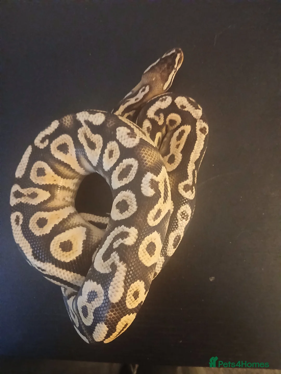 Python Snake reptiles for sale: Female Royal Python for sale. Beautiful and gentle - Advert 2