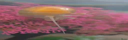 Snails fish for sale: Baby apple snails  in Chichester - Advert 4