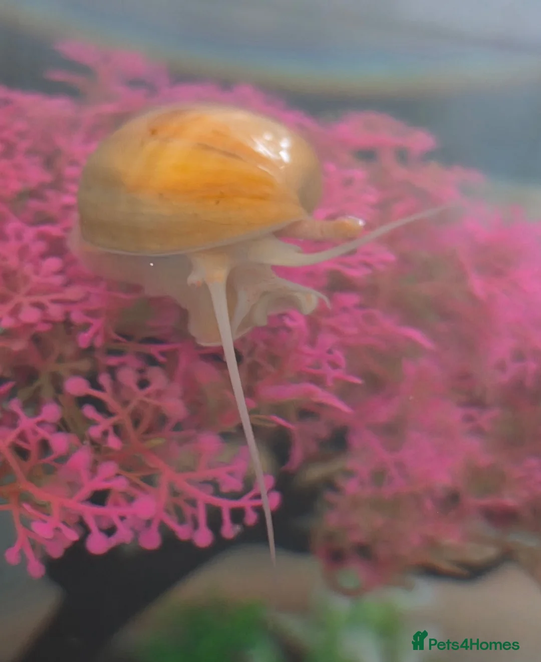 Snails fish for sale: Baby apple snails  in Chichester - Advert 4