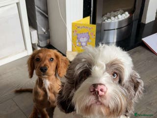 Mixed Breed dogs 2 best friends looking for their forever home - Advert 19