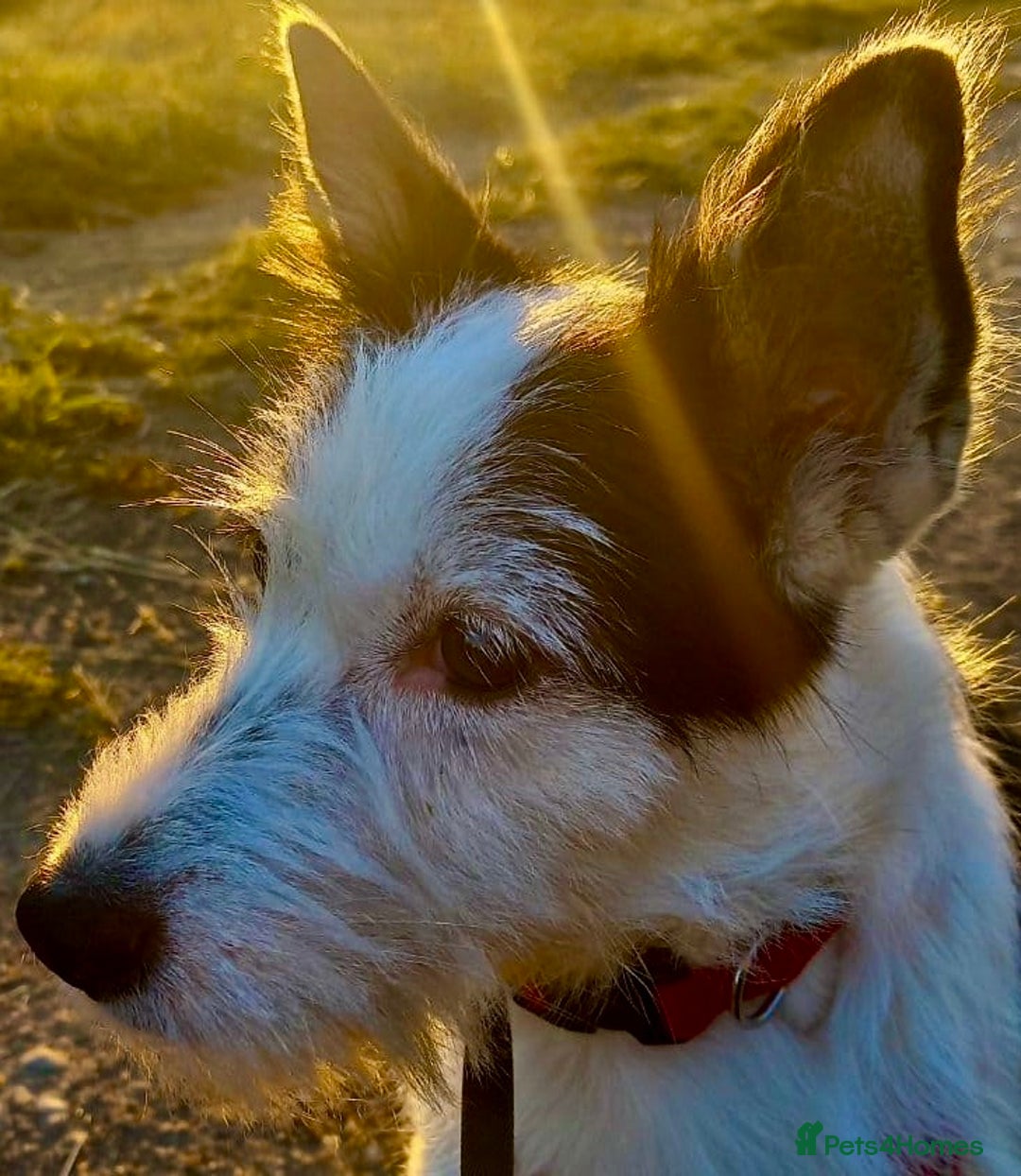 Norwich Terrier dogs for adoption: Alma's Story: The Roadside Miracle - Image 8