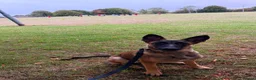 Mixed Breed dogs for sale: 8 month bitch Belgian Malinois x German shepherd  - Advert 4