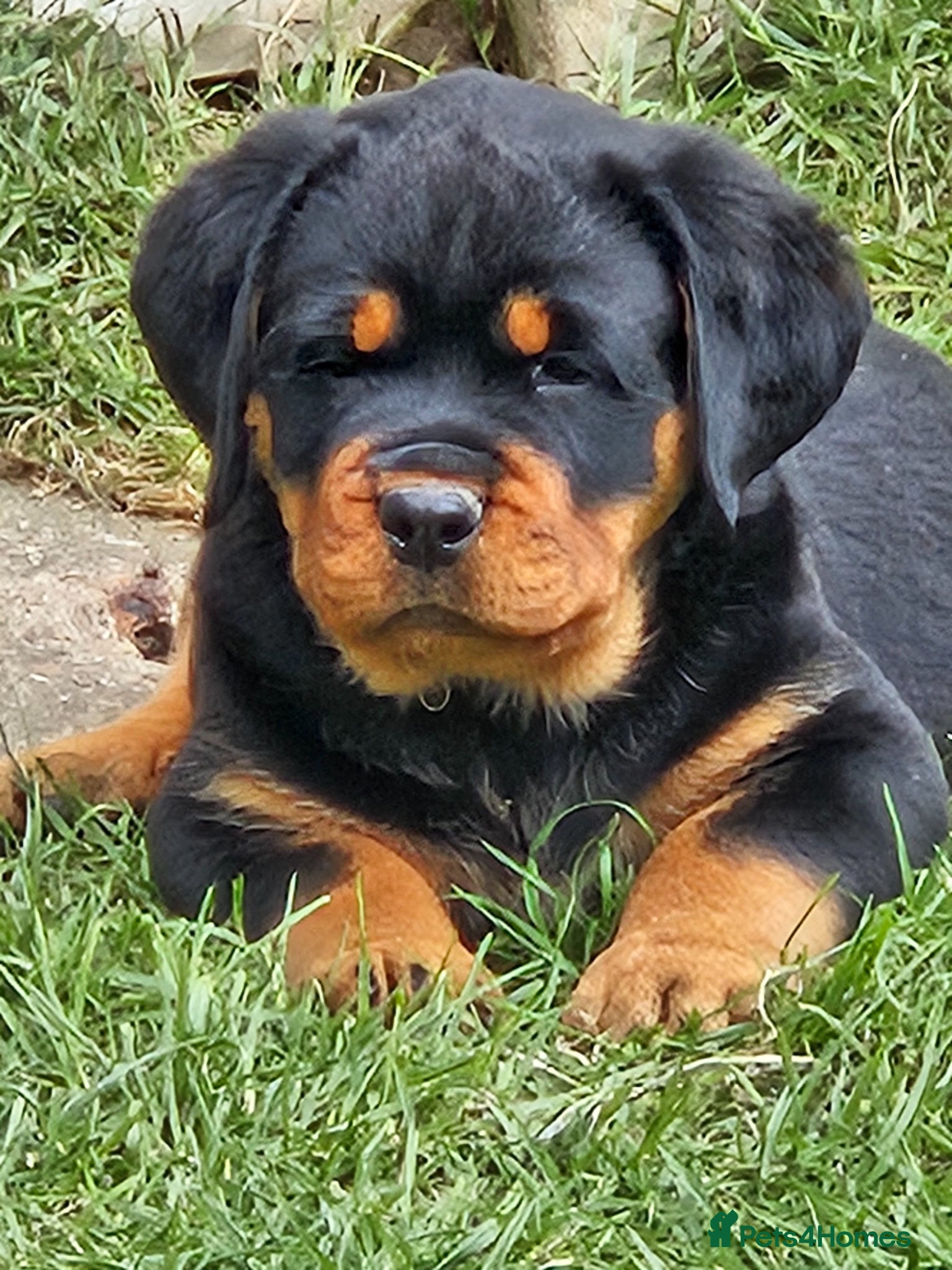 Rottweiler dogs Beautiful rottweiler puppies  - Advert 11