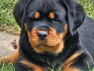 Rottweiler dogs Beautiful rottweiler puppies - Advert 11